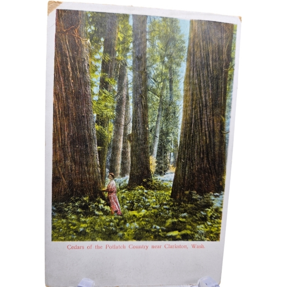 📬 vintage unused postcard of Cedars of the Potlatch Country near Clarkston WA
